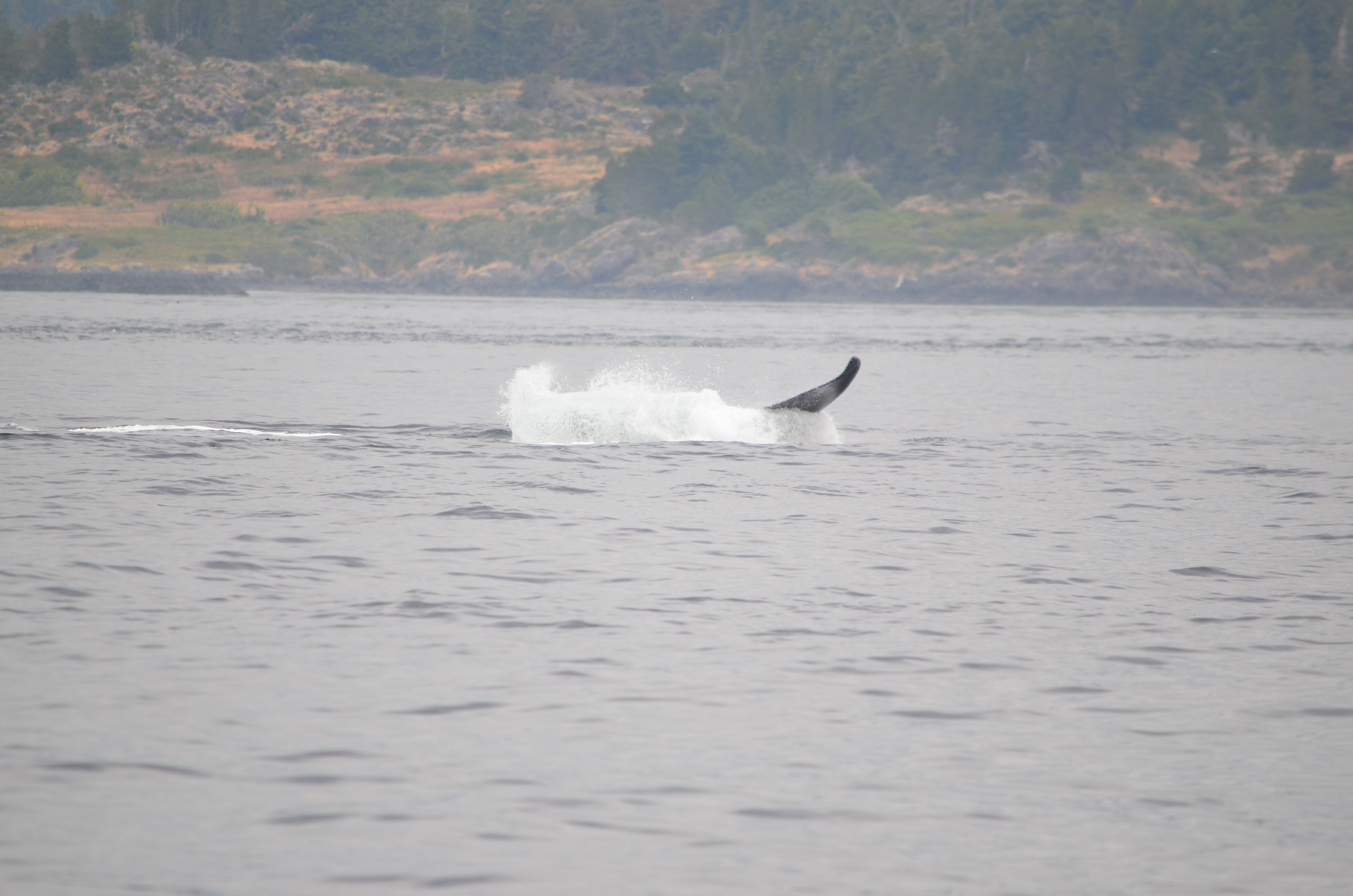 photos/wildlife/Mammal_Species/Humpback Whale/DSC_0199.JPG